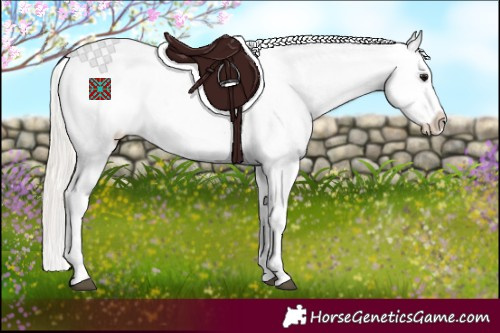 Horse Color:Silver Grullo Appaloosa 
