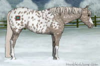 Horse Color:Silver Grullo Appaloosa 