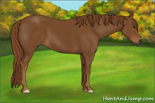 Horse Color:Gray Chestnut 