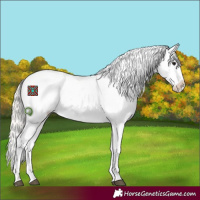 Horse Color:Silver Grullo Appaloosa