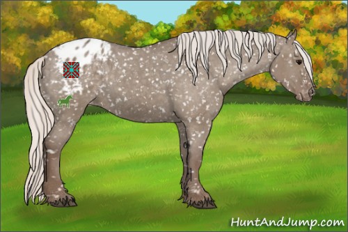 Horse Color:Silver Grullo Appaloosa 