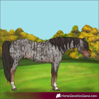 Horse Color:Liver Chestnut  and Liver Red Roan 
