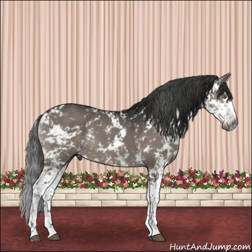 Horse Color:Gray Grullo Sabino