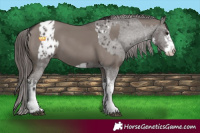 Horse Color:Smoky Grullo Tobiano  and White Spotted Liver Chestnut Appaloosa 