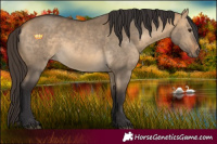 Horse Color:White Spotted Buckskin Dun 