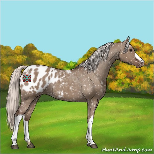 Horse Color:Silver Grullo Appaloosa 