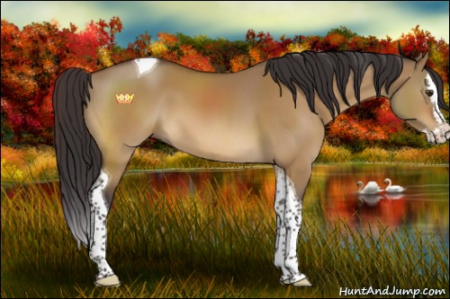 Horse Color:Buckskin Dun Splash Tobiano 