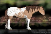 Horse Color:Bay Dun Tobiano Appaloosa 