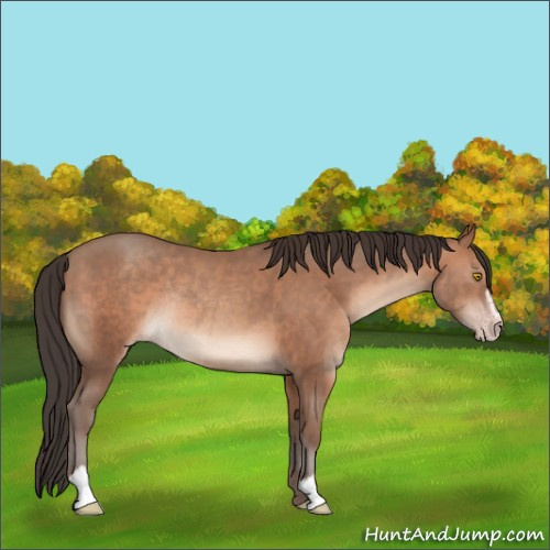 Horse Color:Sable Champagne Sabino Rabicano 