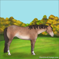 Horse Color:Sable Champagne Sabino Rabicano 