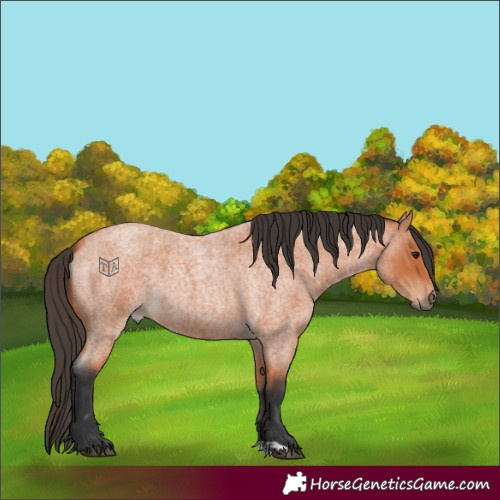 Horse Color:Bay Roan  and Bay Roan 
