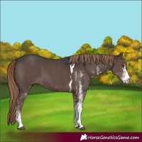 Horse Color:White Spotted Liver Chestnut Tobiano