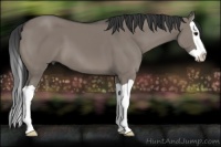 Horse Color:Grullo Splash 