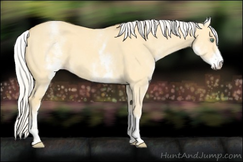 Horse Color:White Spotted Silver Amber Cream Champagne Dun 