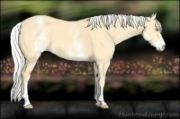 Horse Color:White Spotted Silver Amber Cream Champagne Dun