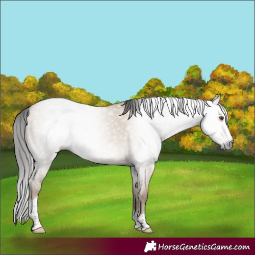 Horse Color:Gray Classic Champagne Dun Splash Tobiano 