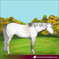 Horse Color:Gray Classic Champagne Dun Splash Tobiano