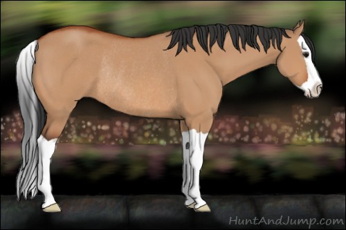 Horse Color:Bay Dun Splash Rabicano 