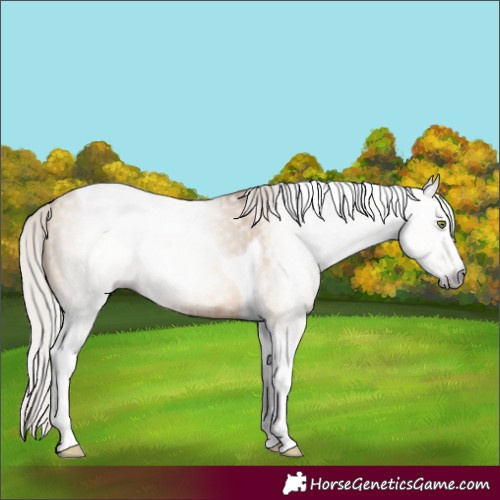 Horse Color:Gray Silver Amber Champagne Dun Splash Tobiano Brindle 