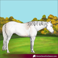 Horse Color:Gray Silver Amber Champagne Dun Splash Tobiano Brindle 
