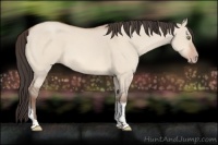 Horse Color:Amber Champagne Dun Tobiano 