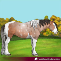 Horse Color:Bay Splash Tobiano
