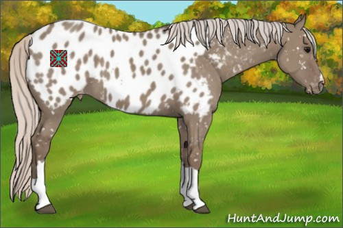 Horse Color:Silver Grullo Appaloosa 