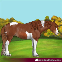 Horse Color:Chestnut Tobiano Rabicano 