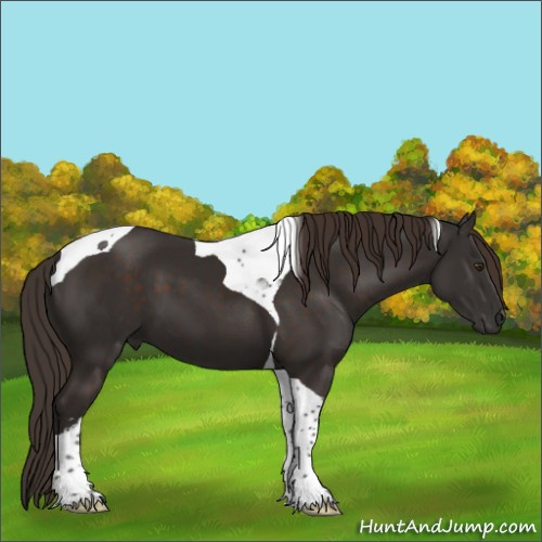 Horse Color:Liver Chestnut Sabino Tobiano 