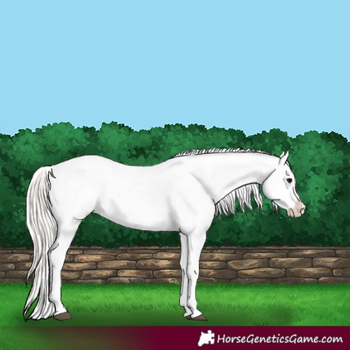 Horse Color:Silver Grullo Appaloosa 