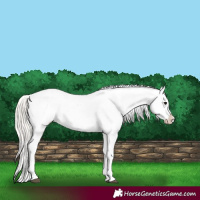 Horse Color:Silver Grullo Appaloosa 