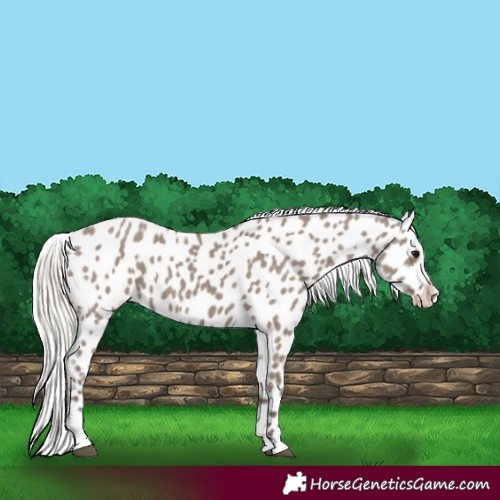 Horse Color:Silver Grullo Appaloosa 