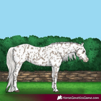 Horse Color:Silver Grullo Appaloosa 