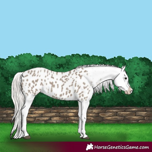 Horse Color:Silver Grullo Appaloosa 