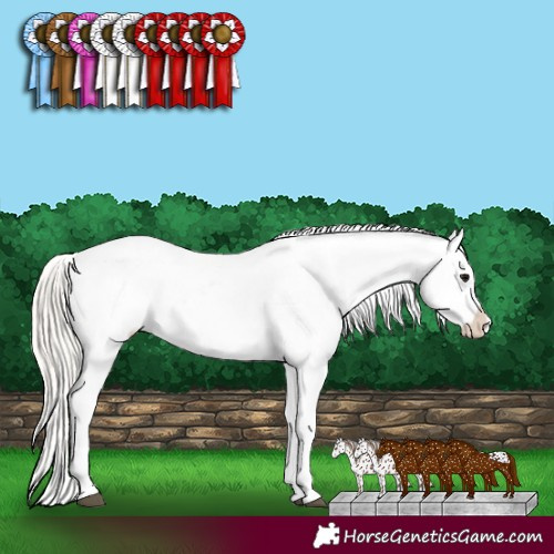 Horse Color:Silver Grullo Appaloosa 