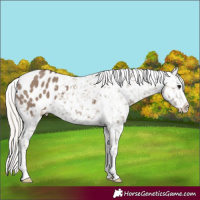 Horse Color:Silver Grullo Appaloosa 