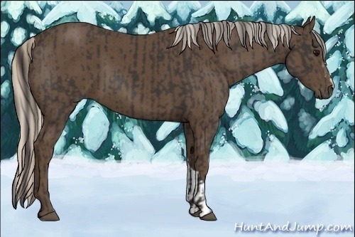 Horse Color:Smoky Black and Silver Smoky Black