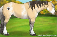 Horse Color:White Spotted Buckskin Dun Splash 