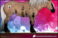 Horse Color:Void Silver Brown Dun Sabino Splash 