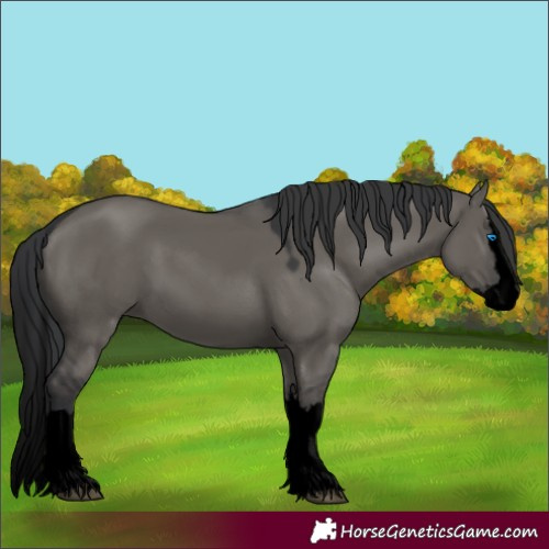 Horse Color:Void Grullo Splash 