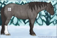 Horse Color:Smoky Blue Roan 