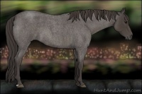 Horse Color:Smoky Blue Roan 