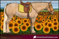 Horse Color:Palomino Roan 