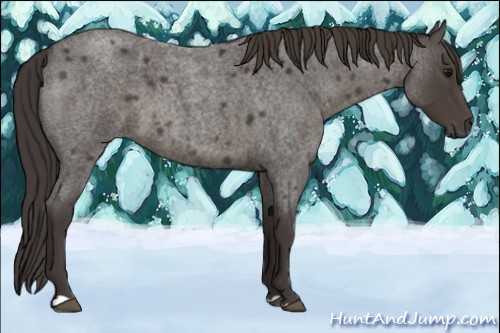 Horse Color:Smoky Blue Roan 