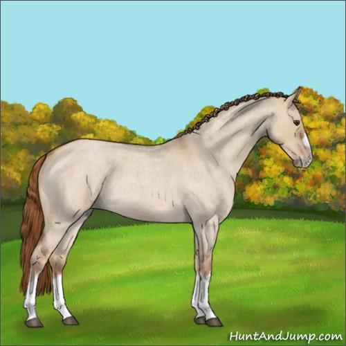 Horse Color:Red Dun Roan Splash Frame Rabicano 