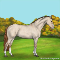 Horse Color:Red Dun Roan Splash Frame Rabicano