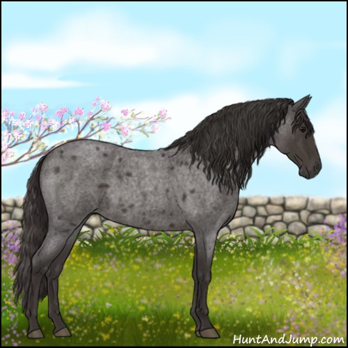 Horse Color:Smoky Blue Roan