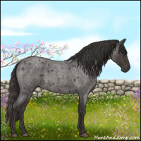 Horse Color:Smoky Blue Roan 