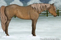 Horse Color:Chocolate Palomino Roan 