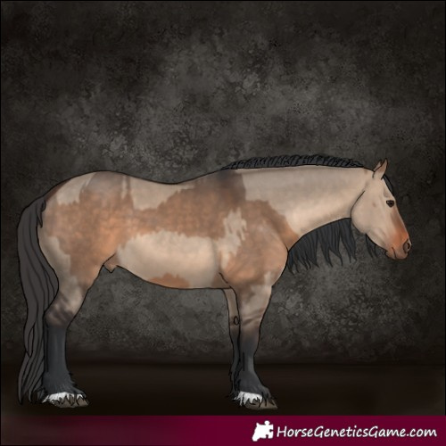 Horse Color:Brown Dun and Brown Dun